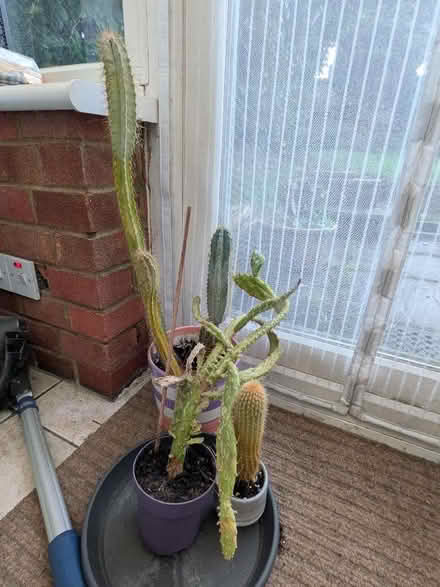 Photo of free Cactus x 3 (CT15) #1