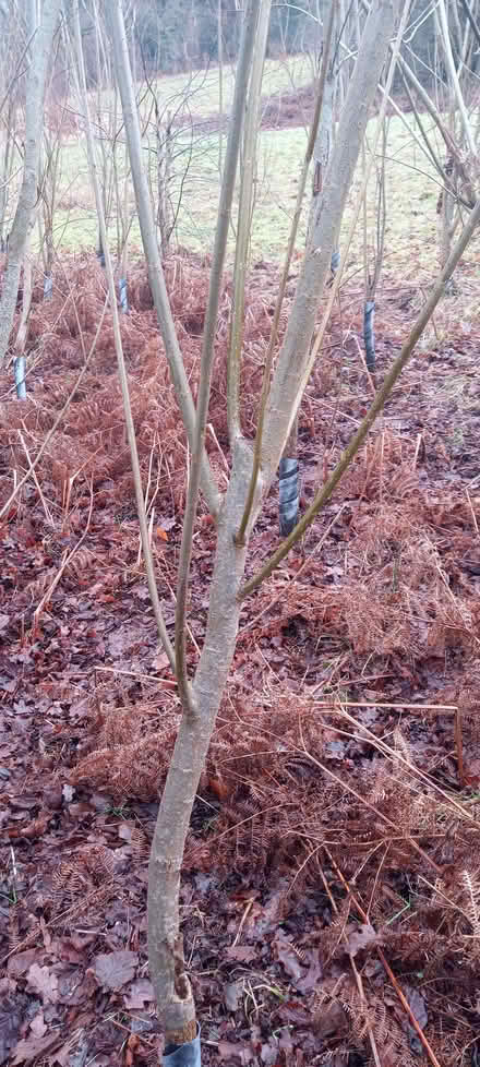 Photo of free Willow for weaving (Govilon NP7) #1