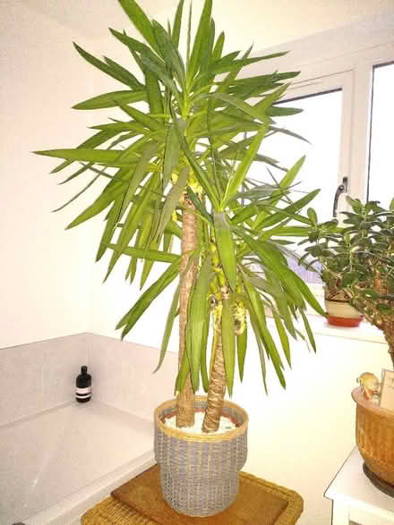 Photo of free Large Yucca Plant (Brecon LD3) #1