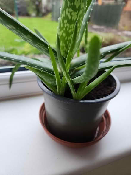 Photo of free Aloe Vera seedlings (Barnard's Green WR14) #1