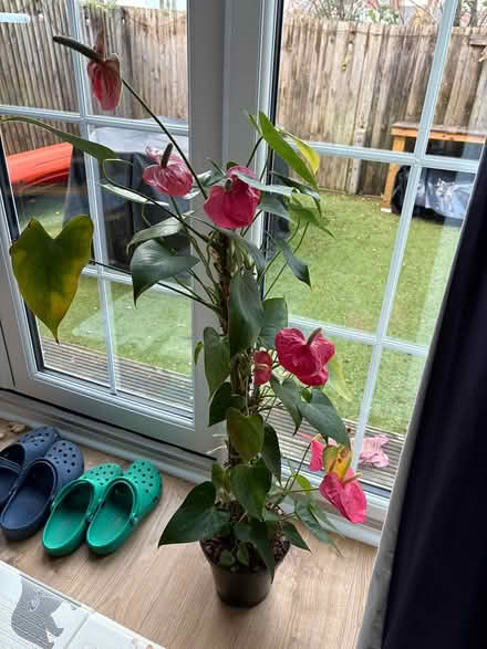 Photo of free Houseplant (Surbiton KT5) #2