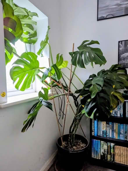 Photo of free Monsterea (CT17) #1