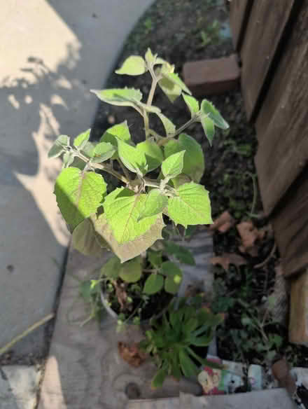 Photo of free Plants (downtown sunnyvale) #1