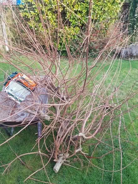 Photo of free Kindling (Hellesdon NR6) #2