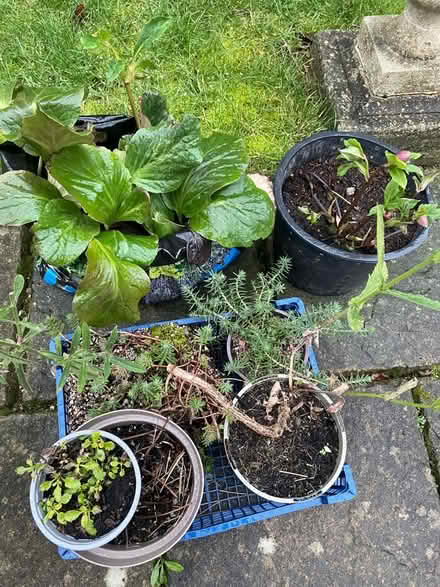 Photo of free Plants (Wickwar GL12) #1