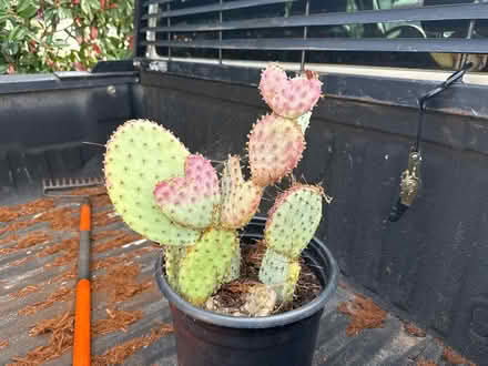 Photo of free Cacti (East side, Casa) #2