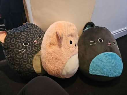 Photo of free 3 cat and dog squishmallows (Thame OX9) #1