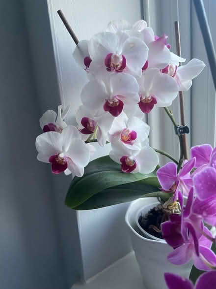 Photo of free 2 orchids (Little Chalfont HP6) #2