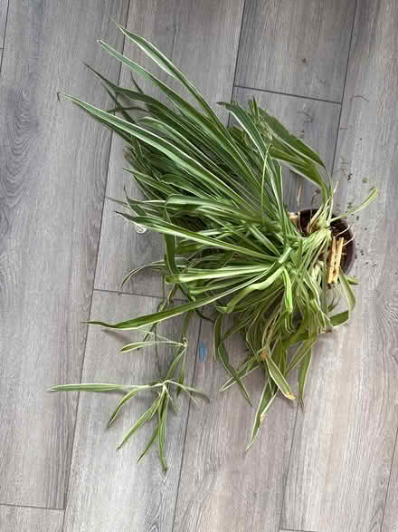 Photo of free Spider plant (Uplands / Paul Anka) #1