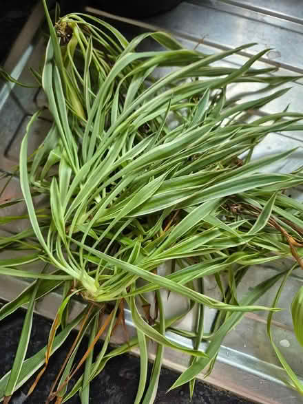 Photo of free Spider plants (Maidstone ME15) #1