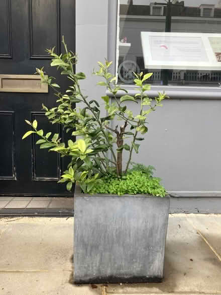 Photo of free Two planters (with soil) (Holland Park W11) #1