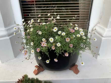 Photo of free Wooden Venetian blinds for a bay window (Chapel End E17) #3