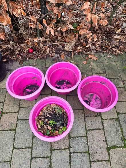 Photo of free 4 pink plastic plant pots (Penrith CA11) #2