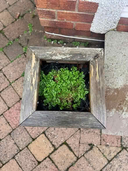 Photo of free Wooden Square Planter (Penrith CA11) #2