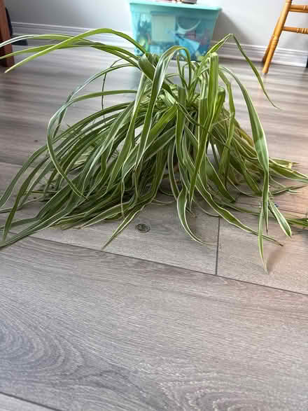 Photo of free Spider plant (Uplands / Paul Anka) #2