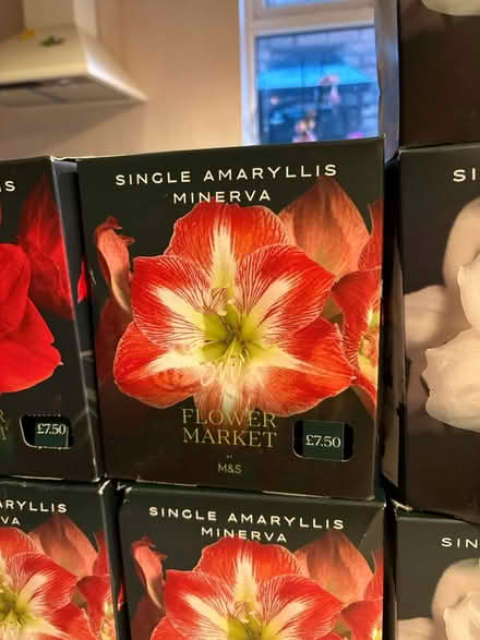 Photo of free Ready to Grow Amaryllis Plants (Liverpool L13) #3