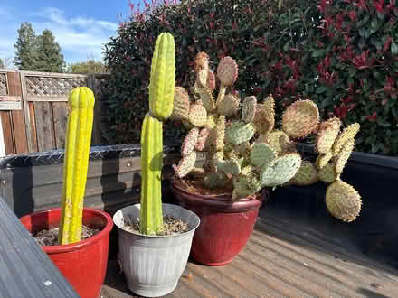 Photo of free Cacti (East side, Casa) #1