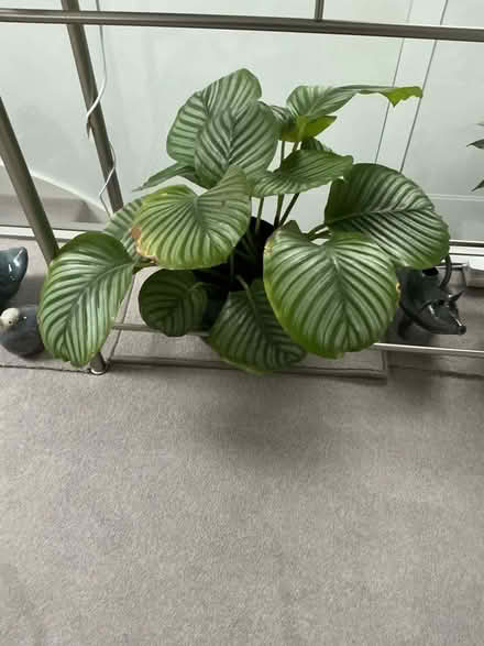 Photo of free House plants (Deer Park OX28) #1