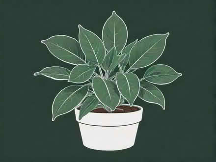 Photo of free Rubber plant focus robusta (Tunbridge Wells N. TN4) #1