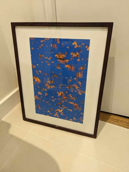 Photo of free framed print - butterflies (Hobson's Monument CB2) #1
