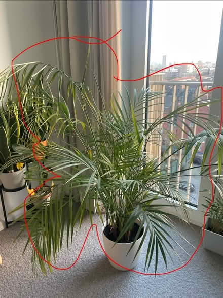 Photo of free Big Areca Palm (Whitechapel E1) #1