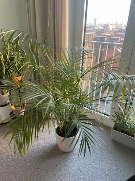 Photo of free Big Areca Palm (Whitechapel E1) #2