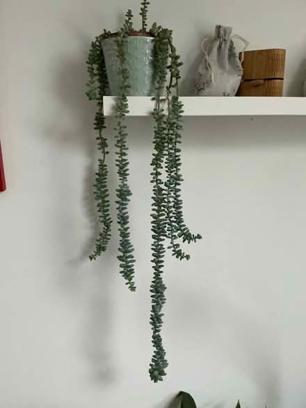 Photo of free House plants (Deer Park OX28) #2