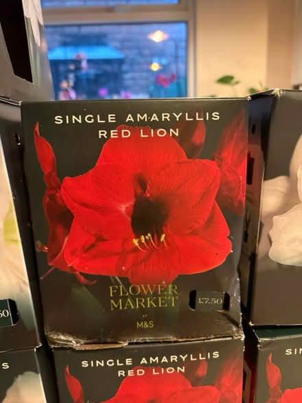 Photo of free Ready to Grow Amaryllis Plants (Liverpool L13) #4