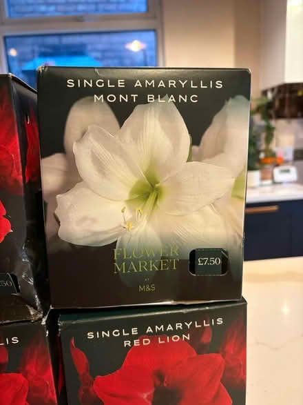 Photo of free Ready to Grow Amaryllis Plants (Liverpool L13) #2