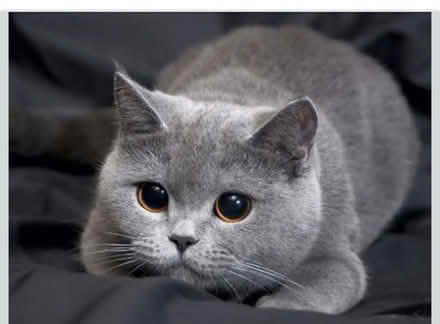 Photo of Wet cat food (Sw18) #1