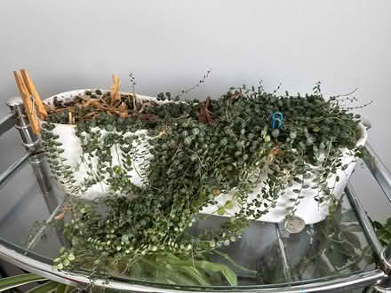 Photo of free Plant (Uplands / Paul Anka) #2