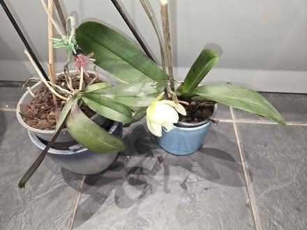 Photo of free 4 orchid plants (Caterham CR3) #1