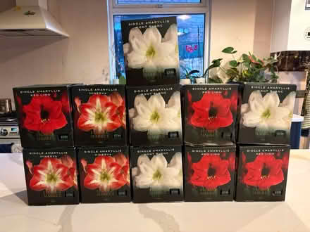 Photo of free Ready to Grow Amaryllis Plants (Liverpool L13) #1