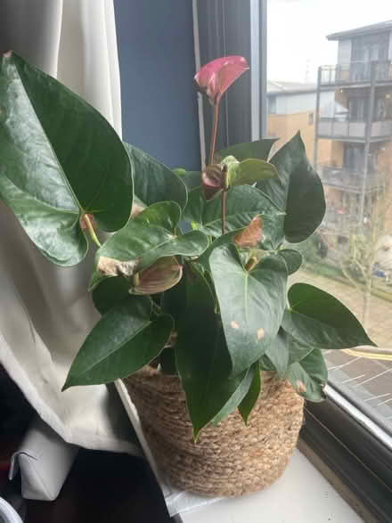Photo of free House plant (Clapton E5) #1