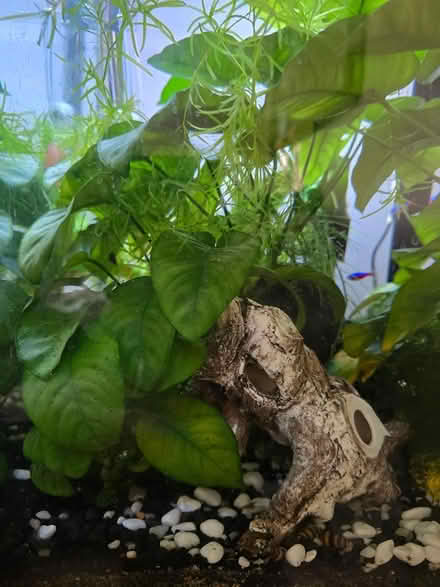 Photo of free Aquarium plants (IG6 3s) #2