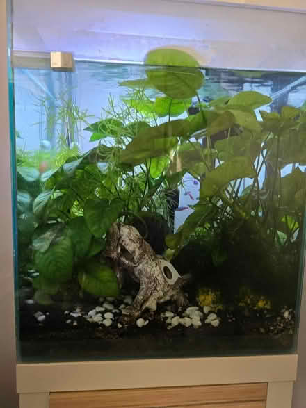 Photo of free Aquarium plants (IG6 3s) #3