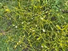 Photo of free Mistletoe berries (Caldecott OX14) #1