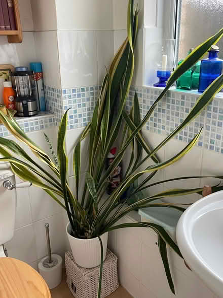 Photo of free 2 x plants (St John's TN13) #1