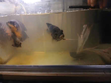 Photo of free Aquarium with Oscar Fish (Hayes UB3) #2