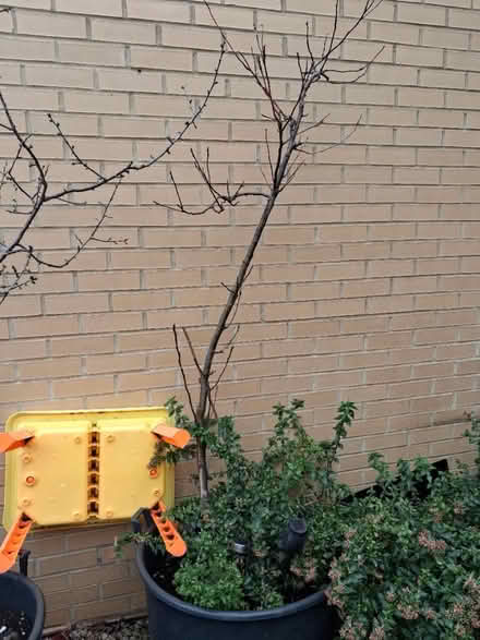 Photo of free Apple tree (SW6) #2