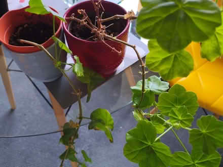 Photo of free Geranium plants (NW2) #1
