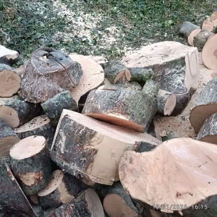 Photo of free logs of various sizes (from sycamore tree just cut down) (Brookhouse LA2) #2