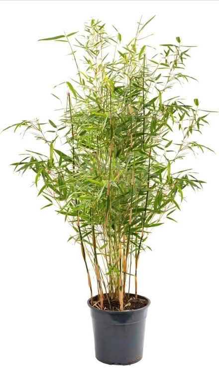 Photo of Bamboo plants (Newry BT35) #1