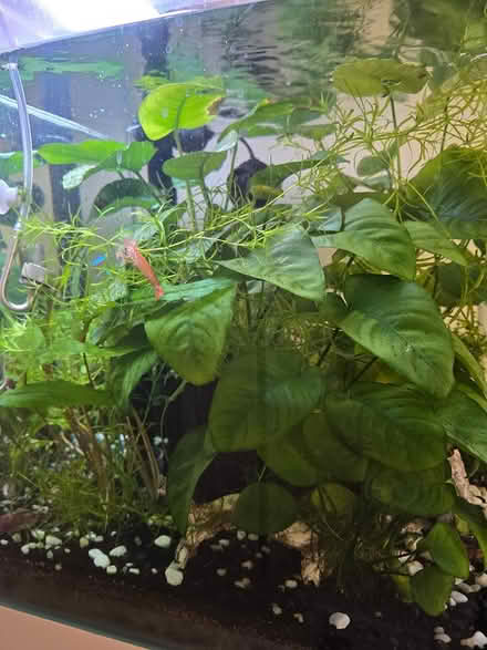 Photo of free Aquarium plants (IG6 3s) #1