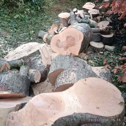 Photo of free logs of various sizes (from sycamore tree just cut down) (Brookhouse LA2) #3
