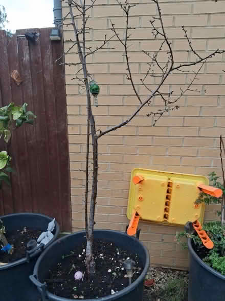 Photo of free Apple tree (SW6) #1