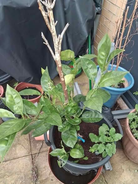 Photo of free 2 fruit trees (SW6) #1