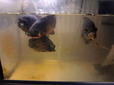 Photo of free Aquarium with Oscar Fish (Hayes UB3) #1