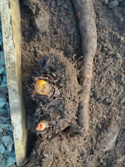 Photo of free Rhubarb (Penrith CA11) #1