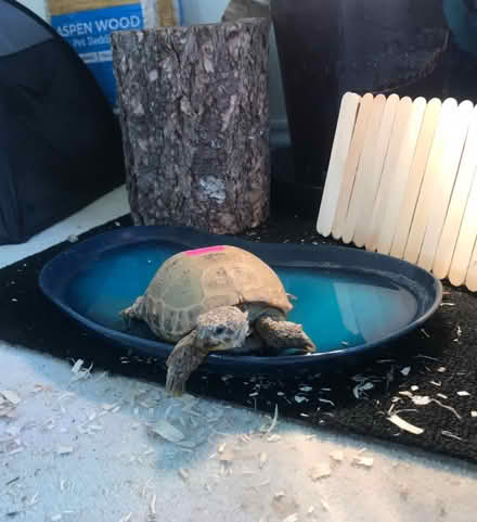 Photo of free Pet/Reptile🐢Supplies (Lafayette) #2